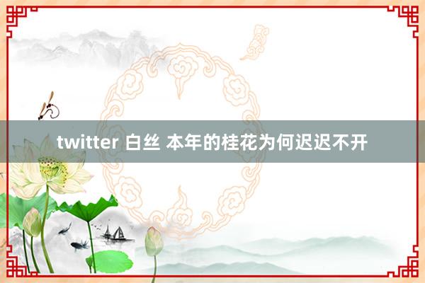 twitter 白丝 本年的桂花为何迟迟不开